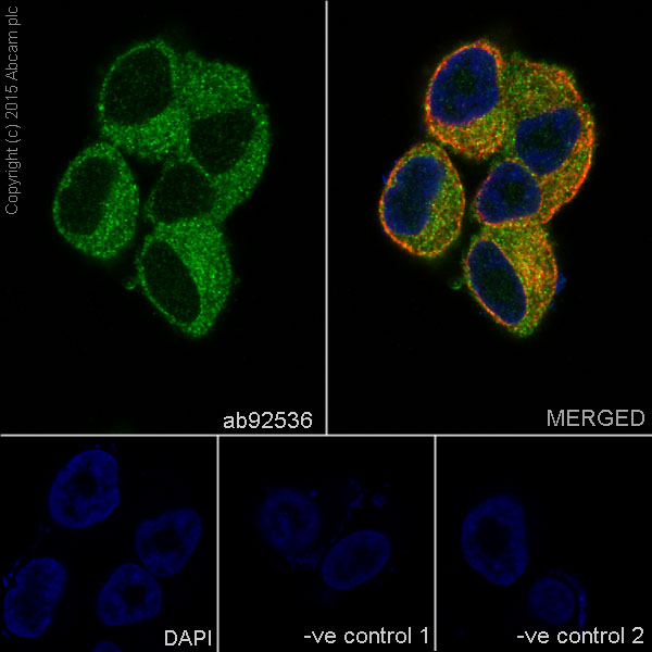 Immunocytochemistry/ Immunofluorescence - Anti-MMP2 antibody [EPR1184] - Low endotoxin, Azide free (AB215986), expandable thumbnail
