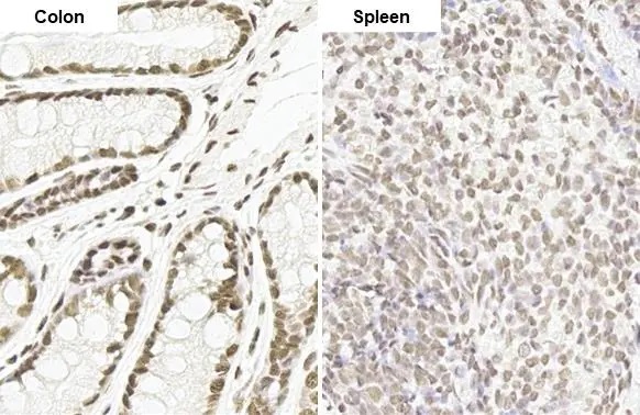 Immunohistochemistry paraffin embedded sections - Anti-MMP2 antibody [HL1207] (AB308346), expandable thumbnail