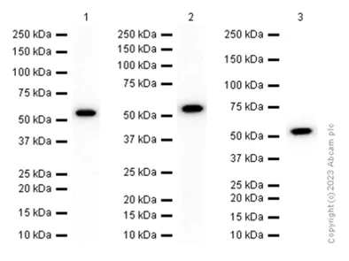 Western blot - Anti-MMP20 antibody [EP1275Y] - BSA and Azide free (AB247439)