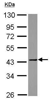 Western blot - Anti-MMP23 antibody (AB155416)