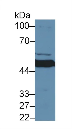 Western blot - Anti-MMP24 antibody (AB233004)