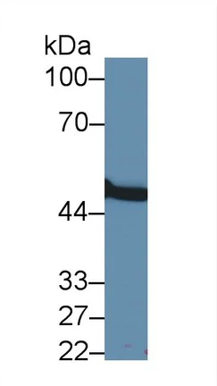 Western blot - Anti-MMP24 antibody (AB233004)