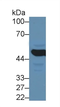 Western blot - Anti-MMP24 antibody (AB233004)