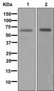 Western blot - Anti-MMP28 antibody [EP1341(2)] - BSA and Azide free (AB284827)