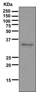 Western blot - Anti-MMP28 antibody [EP1341(2)] - BSA and Azide free (AB284827)