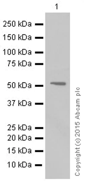 Western blot - Anti-MMP3 antibody [EP1186Y] (AB52915)