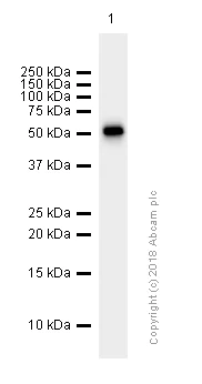Western blot - Anti-MMP3 antibody [EP1186Y] (AB52915)
