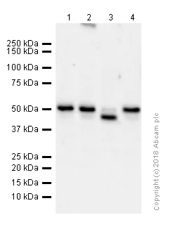Western blot - Anti-MMP3 antibody [EP1186Y] (AB52915)
