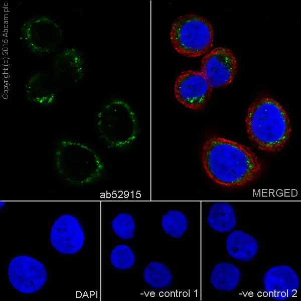 Immunocytochemistry/ Immunofluorescence - Anti-MMP3 antibody [EP1186Y] - BSA and Azide free (AB214794)