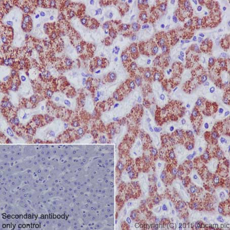 Immunohistochemistry (Formalin/PFA-fixed paraffin-embedded sections) - Anti-MMP3 antibody [EP1186Y] - BSA and Azide free (AB214794), expandable thumbnail