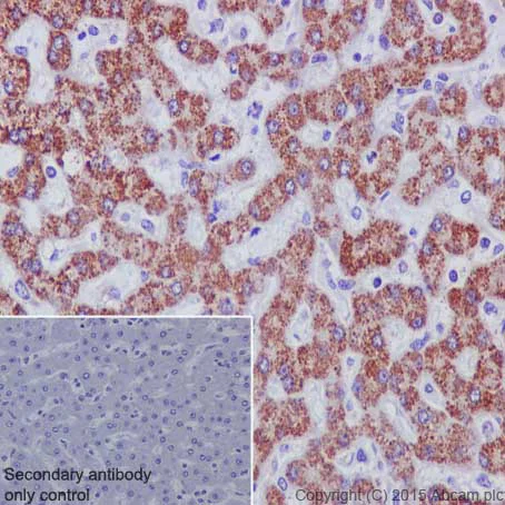Immunohistochemistry (Formalin/PFA-fixed paraffin-embedded sections) - Anti-MMP3 antibody [EP1186Y] - BSA and Azide free (AB214794)