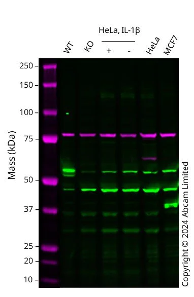 Western blot - Anti-MMP3 antibody [EP1186Y] - BSA and Azide free (AB214794)