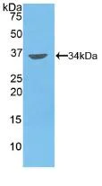 Western blot - Anti-MMP7 antibody (AB232737)