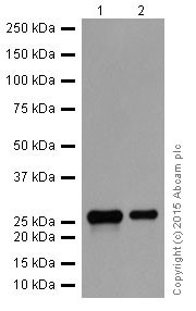 Western blot - Anti-MMP7 antibody [EPR17888-101] (AB205525), expandable thumbnail