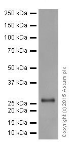 Western blot - Anti-MMP7 antibody [EPR17888-101] (AB205525), expandable thumbnail
