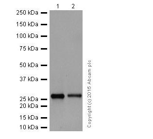 Western blot - Anti-MMP7 antibody [EPR17888-101] (AB205525), expandable thumbnail