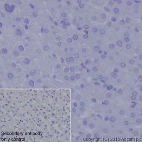 Immunohistochemistry (Formalin/PFA-fixed paraffin-embedded sections) - Anti-MMP7 antibody [EPR17888-101] - BSA and Azide free (AB240369)