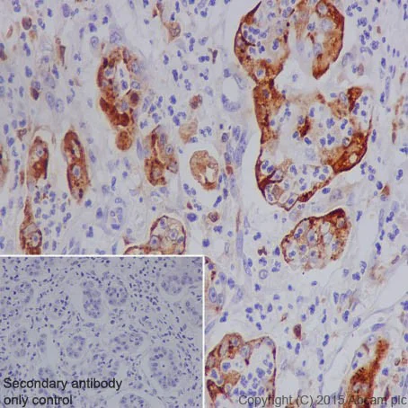 Immunohistochemistry (Formalin/PFA-fixed paraffin-embedded sections) - Anti-MMP7 antibody [EPR17888-101] - BSA and Azide free (AB240369)