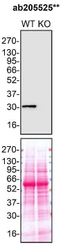 Western blot - Anti-MMP7 antibody [EPR17888-101] - BSA and Azide free (AB240369)