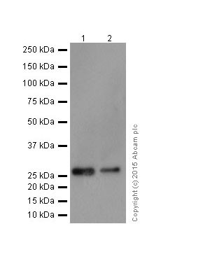 Western blot - Anti-MMP7 antibody [EPR17888-71] (AB207299), expandable thumbnail
