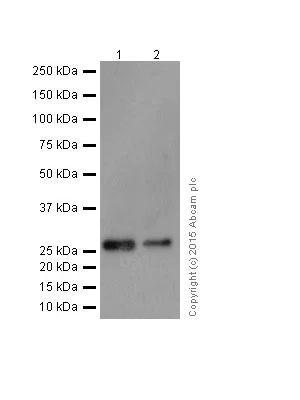 Western blot - Anti-MMP7 antibody [EPR17888-71] (AB207299)