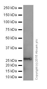 Western blot - Anti-MMP7 antibody [EPR17888-71] (ab207299), expandable thumbnail