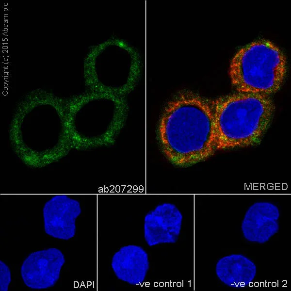 Immunocytochemistry/ Immunofluorescence - Anti-MMP7 antibody [EPR17888-71] - Low endotoxin, Azide free (AB226005)