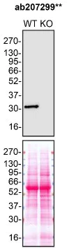 Western blot - Anti-MMP7 antibody [EPR17888-71] - Low endotoxin, Azide free (AB226005)