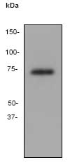 Western blot - Anti-MMP8 antibody [EP1252Y] (AB81286), expandable thumbnail