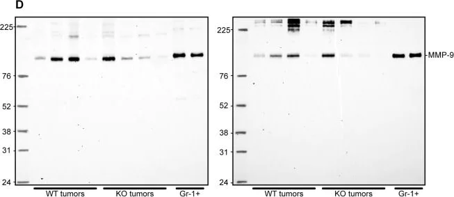 Western blot - Anti-MMP9 antibody (AB38898)