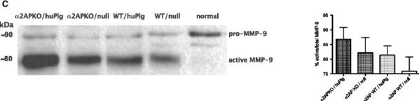 Western blot - Anti-MMP9 antibody (AB38898)