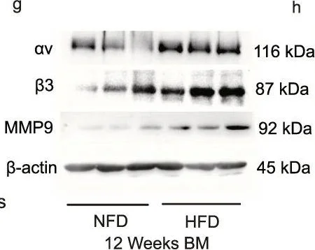 Western blot - Anti-MMP9 antibody (AB38898)