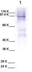 Western blot - Anti-MMP9 antibody (AB38898)