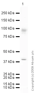 Western blot - Anti-MMP9 antibody (AB73734)