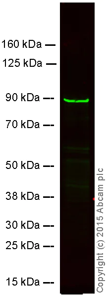 Western blot - Anti-MMP9 antibody [EP1254] (AB76003)