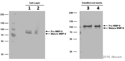 Western blot - Anti-MMP9 antibody [EP1254] (AB76003)