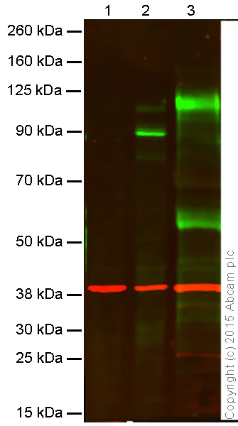 Western blot - Anti-MMP9 antibody [EP1254] (AB76003)