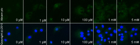 Functional Studies - Anti-MMP9 antibody [EP1254] - BSA and Azide free (AB204850)