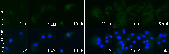 Functional Studies - Anti-MMP9 antibody [EP1254] - BSA and Azide free (AB204850)