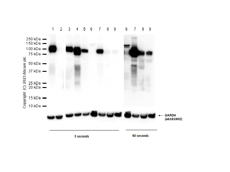 Western blot - Anti-MMP9 antibody [EP1254] - BSA and Azide free (AB204850)