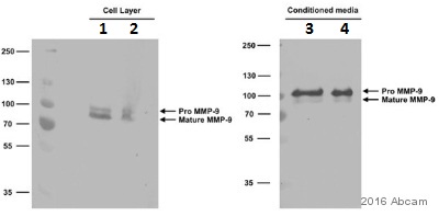 Anti-MMP9 antibody [EP1254] - BSA and Azide free