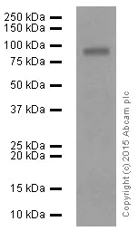 Western blot - Anti-MMP9 antibody [EP1254] - BSA and Azide free (AB204850)