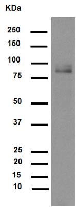 Western blot - Anti-MMP9 antibody [EP1255Y] (AB137867), expandable thumbnail