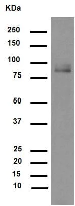 Western blot - Anti-MMP9 antibody [EP1255Y] (AB137867)
