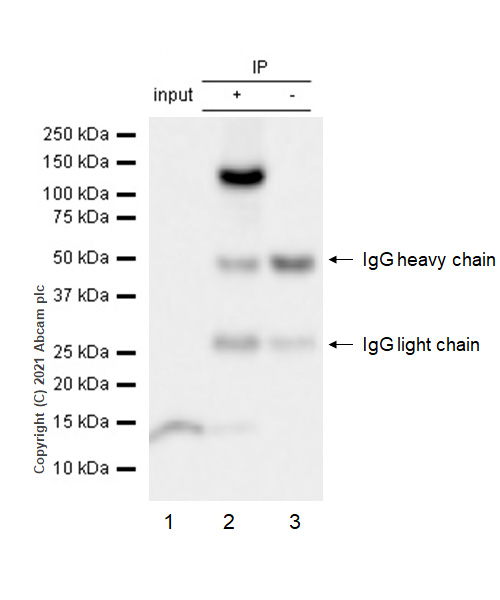Immunoprecipitation - Anti-MMS22L (C6ORF167) antibody [EPR13654] (AB181047), expandable thumbnail
