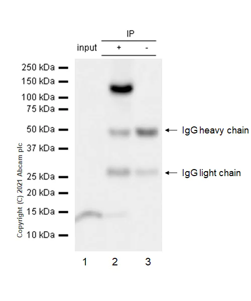 Immunoprecipitation - Anti-MMS22L (C6ORF167) antibody [EPR13654] - BSA and Azide free (AB250307)