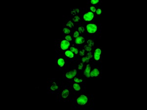 Immunocytochemistry/ Immunofluorescence - Anti-MNAT1 antibody [EPR10940] (AB169546)