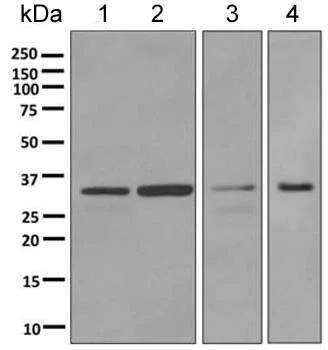 Western blot - Anti-MNAT1 antibody [EPR2555(2)] (AB154802)