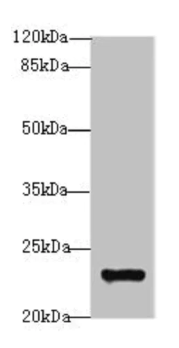 Western blot - Anti-MND1 antibody (AB235395)