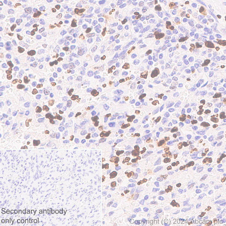Immunohistochemistry (Formalin/PFA-fixed paraffin-embedded sections) - Anti-MNDA antibody [253A] - BSA and Azide free (AB316211)